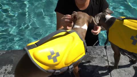 How To: Teach Your Dogs To Swim