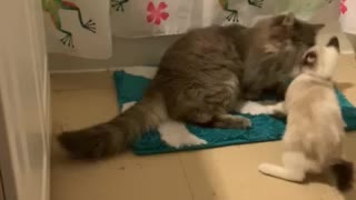 Brutal cat fight
