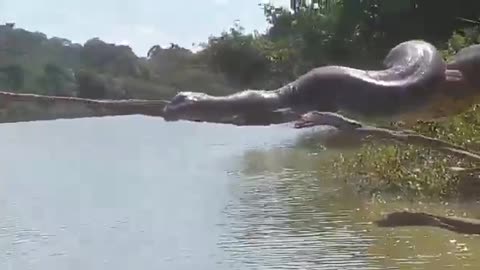 Giant anaconda snake spotted in river