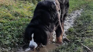 Bernese Mountain Dog loves the puddle