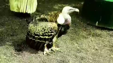 Animal 1: vulture