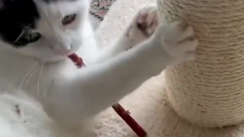 AWW Moments ! Cute little Kitten Play time will melt your Heart .