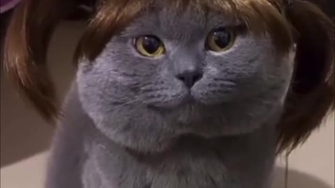 Put a wig on your cat to make it look funny
