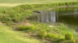 Gator Is Hungry For Golf Ball