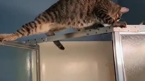 Cat vs Shower Door