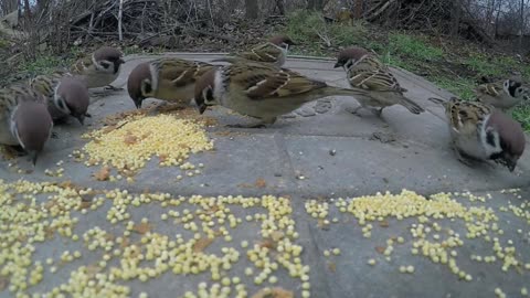 Wonderful birds eat silently
