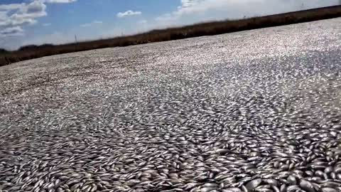 Barbarous Destruction of Fish on Lake Kunashak