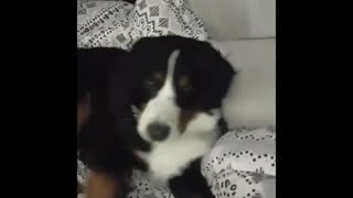 Bernese dog does not want to go for a walk