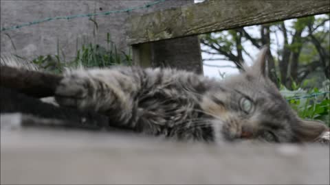 Cat Rolling Around Outside