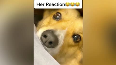 Dog reaction video,funny dog , 🐕। Injoy all time,funny moments video