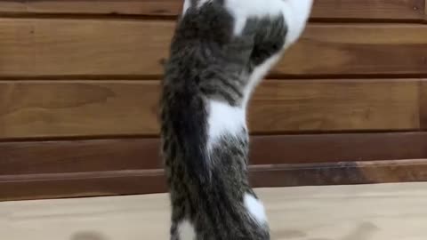 Cute Cat MMA Training Session 🙀 🐈 Q