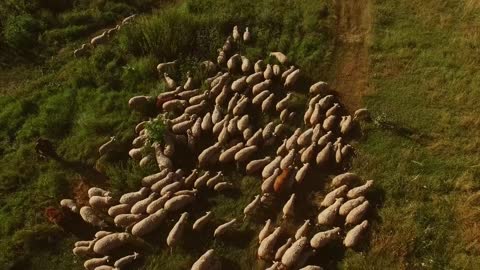 Man and group of sheep. Animals walking on the meadow