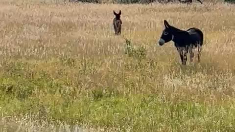 Begging Burros Female and foal