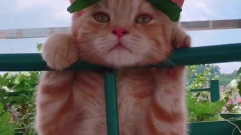 Adorable cats inadvertently let you indulge
