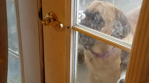 Lily The Mastiff casually opens back door