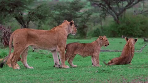 The Lions in African Wildlife