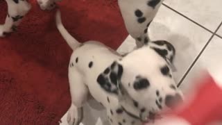 Dalmatian dog puppy trying to bite red white spot wrapping paper falls on its back