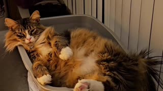 Petunia Loves To Relax (Featuring Petunia The Norwegian Forest Cat)