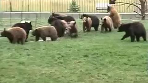 Young Bears Get Excited At Feeding Time