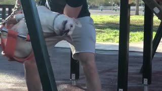 Pup Plays at the Park