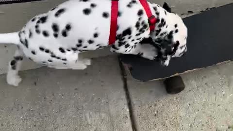 A Dalmatian puppy learns to skate