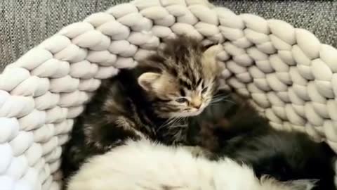 Small Kitten Falls Asleep Suddenly