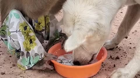 funny entertainment to monkey job to dog eating food 🥝🥝🥝