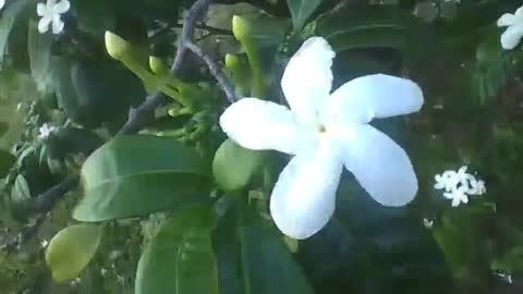 Look that beautiful jasmine white flower, the tree have lot of flowers! [Nature & Animals]