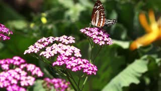 Butterflies collecting nectar from eye catching flowers