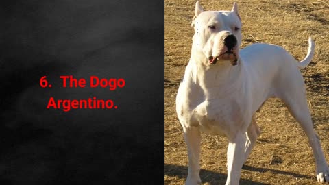 TOP 10 Bravest Dog Breeds In The World! Bravest Dogs -