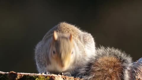 Most beautiful squirrel