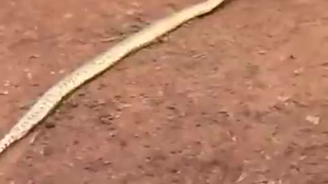 Anaconda attacks from cow🐄🐄 rumble