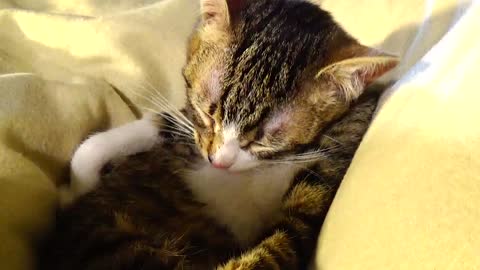 Cute Red-Nosed Kitten Grooms Himself