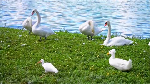 Beautiful Birds showing nature creations