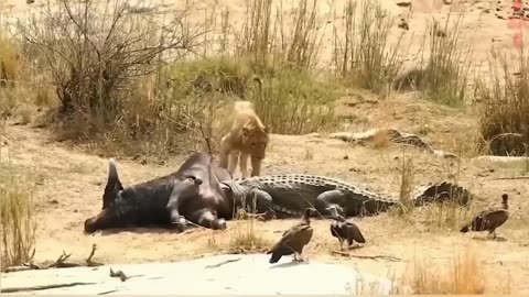 Surprising Feast: Dog-Like Lion, Alligator, and Giraffe Share a Meal!