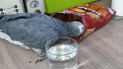 Greedy parrot tries all the snacks