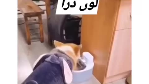 DOGS FIGHT FUNNY WAY