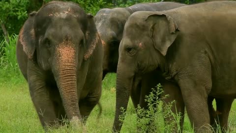 Elephant on the forest