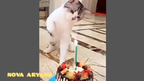 CUTE CAT VIDIO CAN MAKE LAUGH LAW 2021