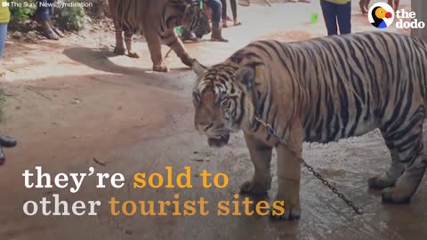 Tiger Petting: Why You Should Never Pay to Pet a Tiger | The Dodo
