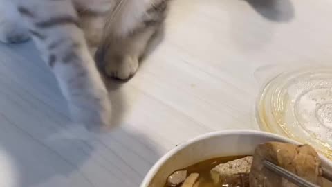 My cat vs smelly tofu