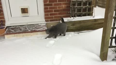 Cat discover snow for tha first time and absolutely loves it