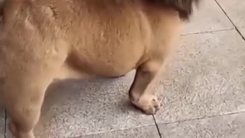 Funny dog VS Funny lion