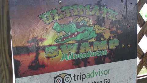 An Ultimate Swamp Adventure With Curious And Hungry Alligators | New Orleans