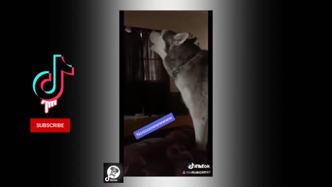 Husky funny videos