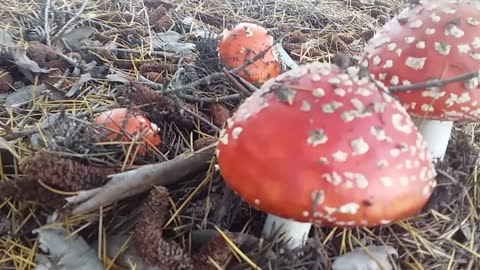 Amanita Muscaria: toxic mushroom - Outside Adventures