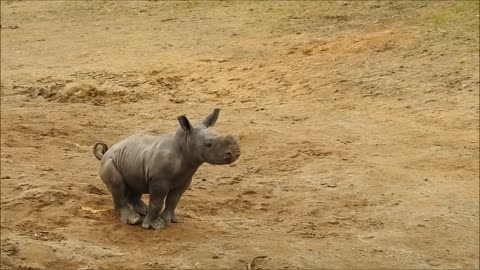 Baby Rhino