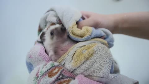 Washing a pet Hedgehog .