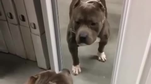 pit bull dog in front of the mirror