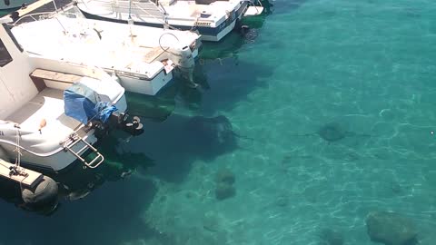 Large Stingray Takes A Casual Stroll Around Marina